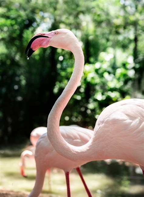 Closeup of pink flamingo bird | Free Photo - rawpixel