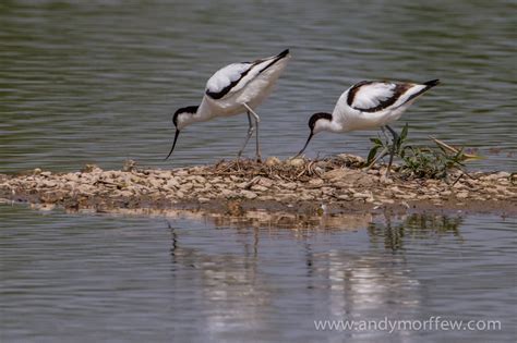 Fotos gratis pájaro fauna silvestre reflexión Humedal vertebrado