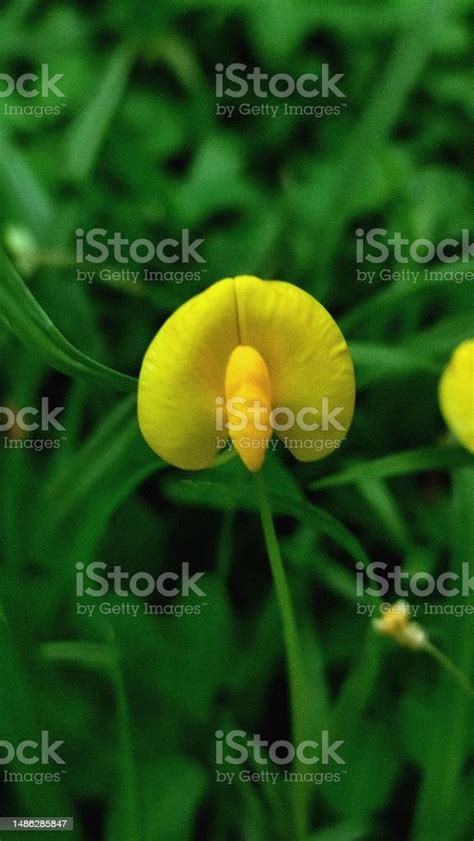 Arachis Duranensis 1 Stock Photo Download Image Now Abstract