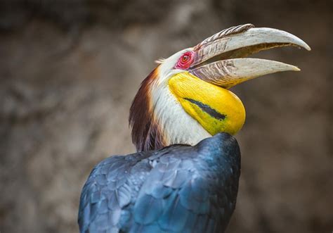 Wreathed Hornbill - Lombok Wildlife Park