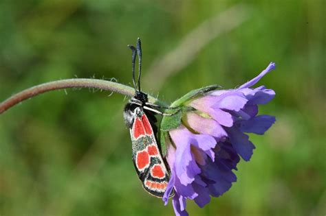 Zygaena Ephialtes