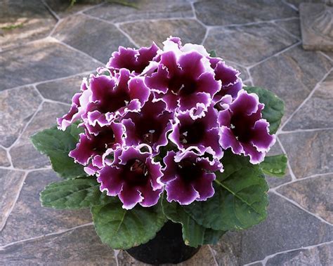 Глоксиния гибридная Empress Blue Picotee (Sinningia hybrida F1) 5 шт ...
