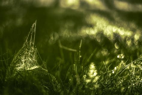 Kostenlose Foto Baum Wasser Natur Wald Gras Ast Tau Licht