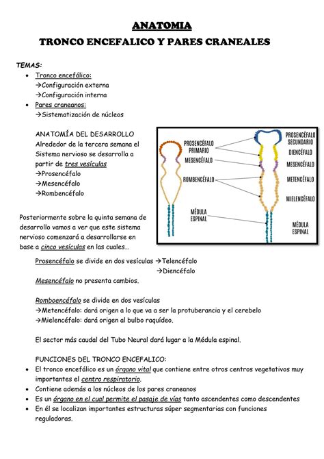 Solution Anatomia Tronco Encefalico Y Pares Craneales Studypool