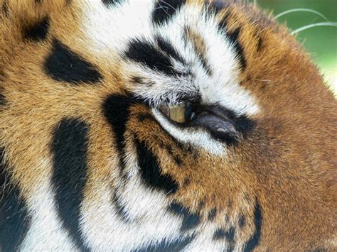 Premium Photo | Close up of the eye of a tiger