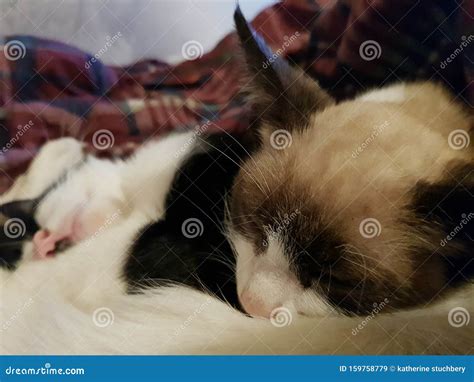 Sleeping Grey kitten stock image. Image of companion - 159758779