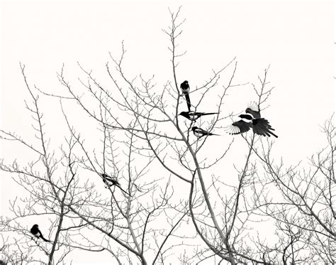 Images Gratuites Arbre La Nature Branche Silhouette Hiver Oiseau