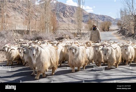 flock  mountain sheep  ladakh stock photo alamy