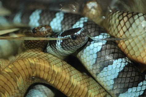 The 8 Most Venomous Sea Snakes In The World - A-Z Animals