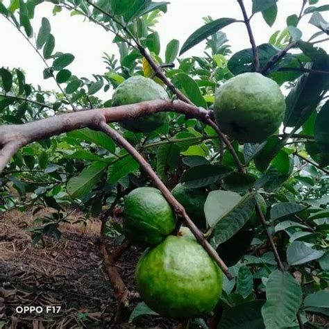 Full Sun Exposure Green Vnr Guava Plant For Fruits At Rs Piece In