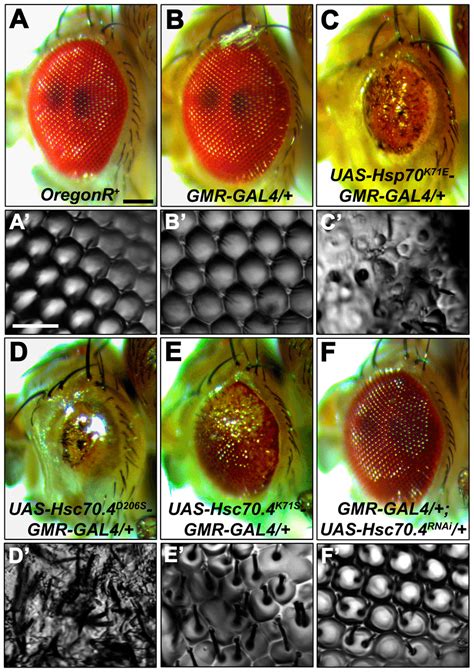 Light microscopy images of eyes of control, Hsp70 and Hsc70 mutant ...