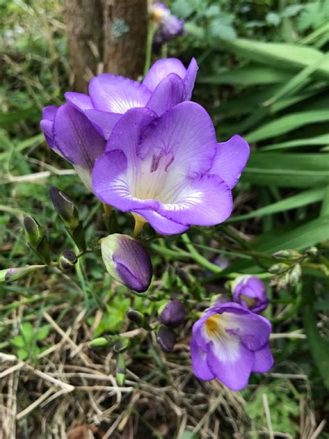 Some Purple Flowers Are Growing In The Grass