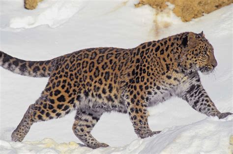 Amur Leopard Facts