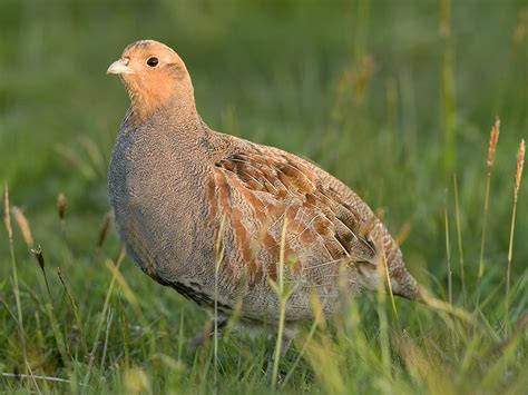 Rye Harbour Nature Reserve Wildlife Sightings November 2023 Sussex