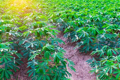 Cassava Plant How To Grow And Harvest Cassava Obsigen