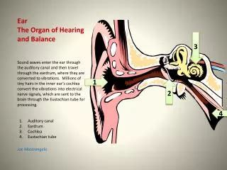 PPT - The Ear Parts, Functions and Hearing Process PowerPoint ...