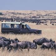 Tage Gnu Migration Safari Mit X Land Cruiser Jeep Getyourguide