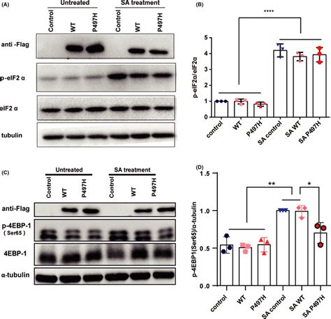 Regulation Of The Eif2α4e‐bp1 Signaling Pathway By Ubqln2 A B The Download Scientific