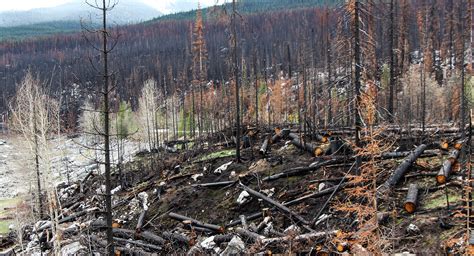 Southern Canadian boreal forest emissions grow as fires worsen ...