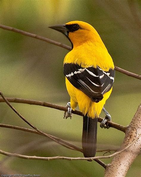 Trinidad Yellow Oriole Bird