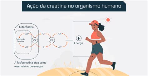 O Que É Creatina Fosfoquinase - Além do desempenho físico: o papel da creatina na saúde cerebral