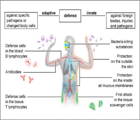 Importance Of The Immune System In Health And Disease [16] Download