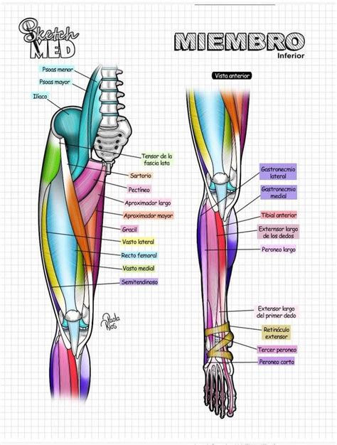 Pin de Vianey en MÚSCULOS MMI2 Anatomia humana musculos Anatomía