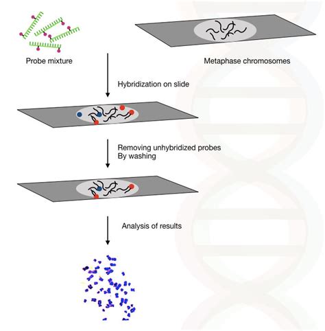 Figure From Fluorescence In Situ Hybridization: Cell-Based, 58% OFF