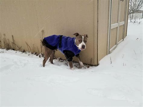 Cold Weather Care — Friends of Detroit Animal Care and Control