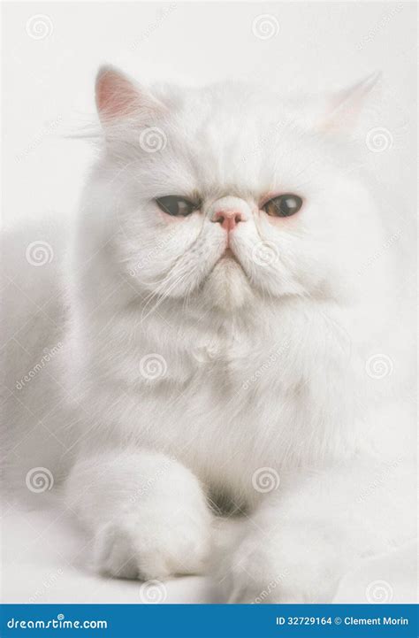 Gato Persa Blanco Imagenes de archivo - Imagen: 32729164