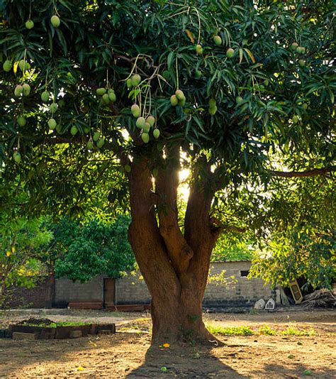 Royalty Free Mango Tree Pictures, Images and Stock Photos - iStock