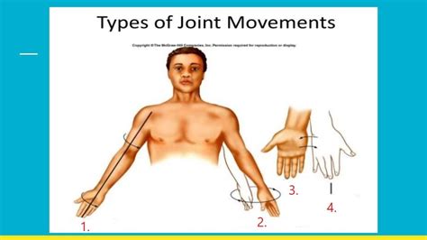 Anatomical Movements Diagram | Quizlet