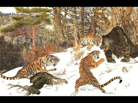 Siberian Tiger Hunting Bear