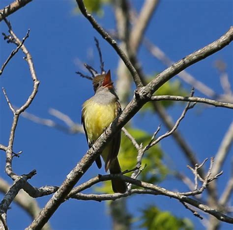 Pictures and information on Great Crested Flycatcher