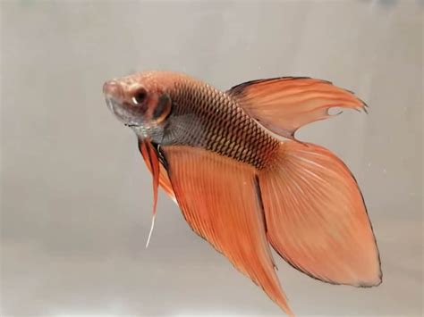 Veiltail Bettas Demystified: Care, Breeding, and More