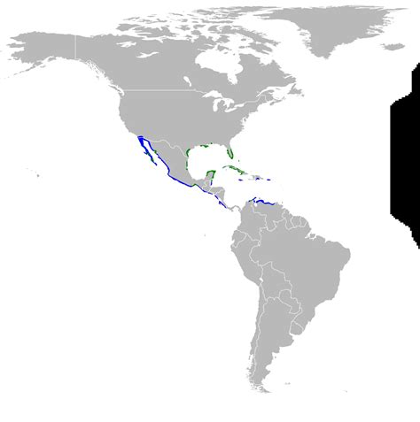 Reddish egret - Facts, Diet, Habitat & Pictures on Animalia.bio