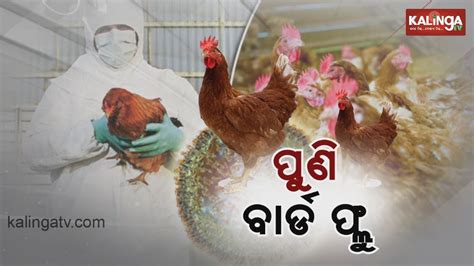 Bird Flu Chicken Culling To Begin In Bhubaneswar Youtube