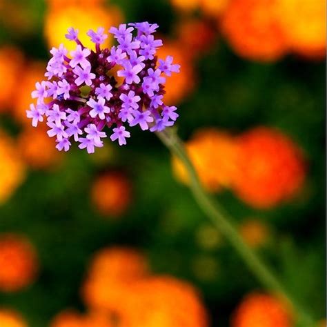 Purple Clump Of Flowers By Nalinne Jones Purple Purple Flowers Flowers