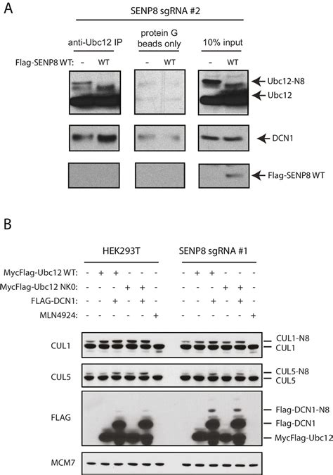 Figures And Data In SENP8 Limits Aberrant Neddylation Of NEDD8 Pathway