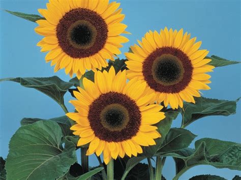 HELIANTHUS ANNUUS F1 SUNBRIGHT SUPREME | Sakata