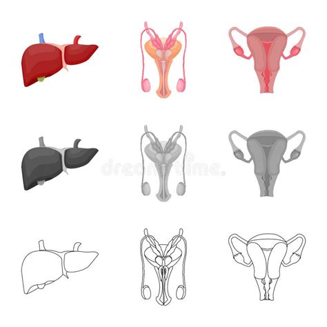 Pene Y Vagina Ilustraciones Stock Vectores Y Clipart