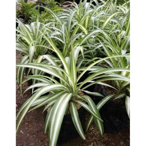 Jual Tanaman Lili Paris Spider Plant Lili Paris Hawai Shopee Indonesia