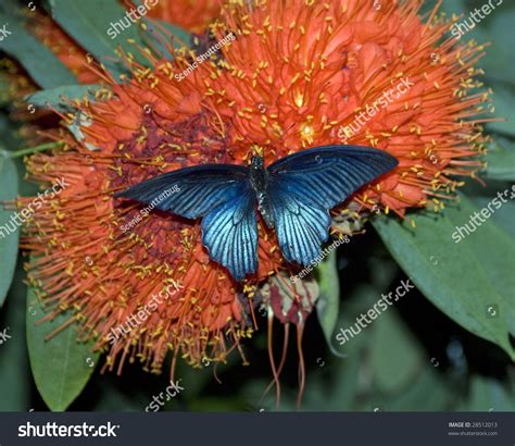 Iridescent Blue Butterfly On Red Flowers Stock Photo 28512013 ...