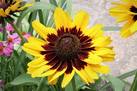 Rudbeckia Bloemen Vaste Planten Gratis Foto Op Pixabay Pixabay