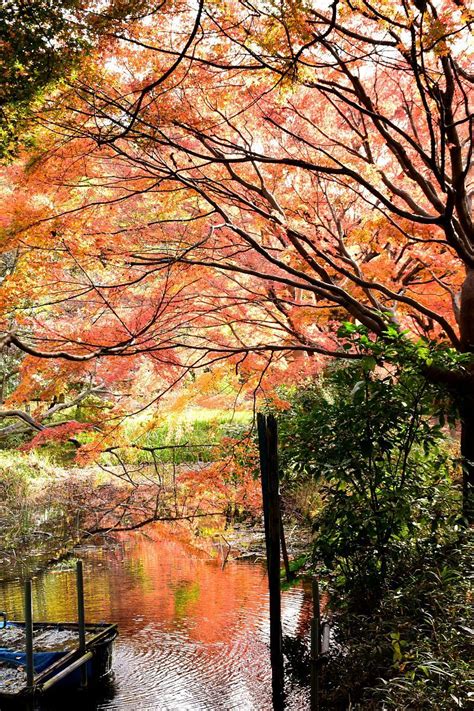 市川市じゅん菜池緑地の紅葉 Autumn colors Fall foliage in Ichikawa city Chiba Japan