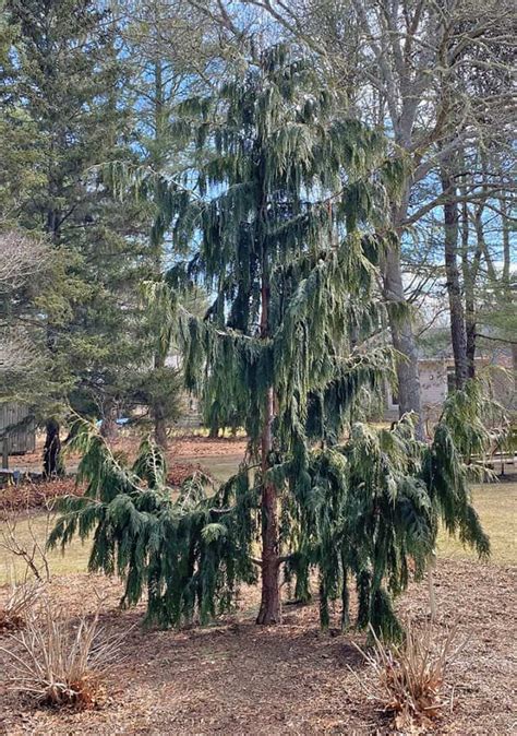 I Love The Weeping Alaska Cedar GardenLady