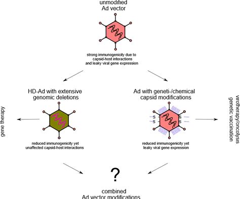 Ijms Free Full Text Capsid And Genome Modification Strategies To