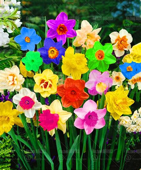 200pcs/bag Rainbow Narcissus Flower Bonsai Not Bulbs Plantas Perennial ...