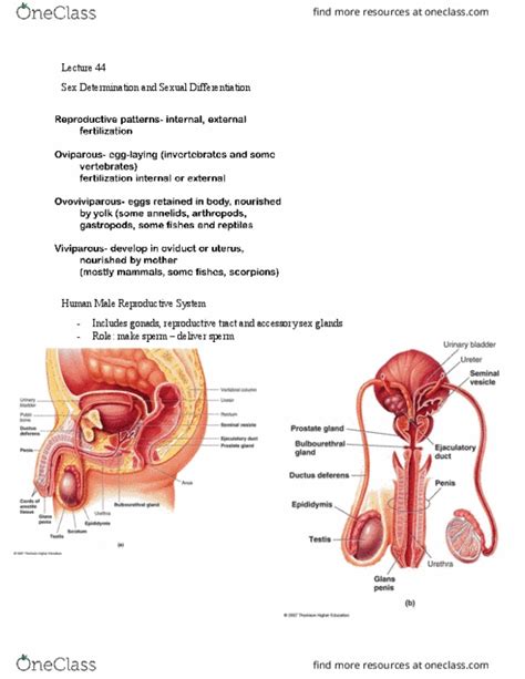 Npb 101 Lecture Notes Fall 2017 Lecture 44 Male Reproductive