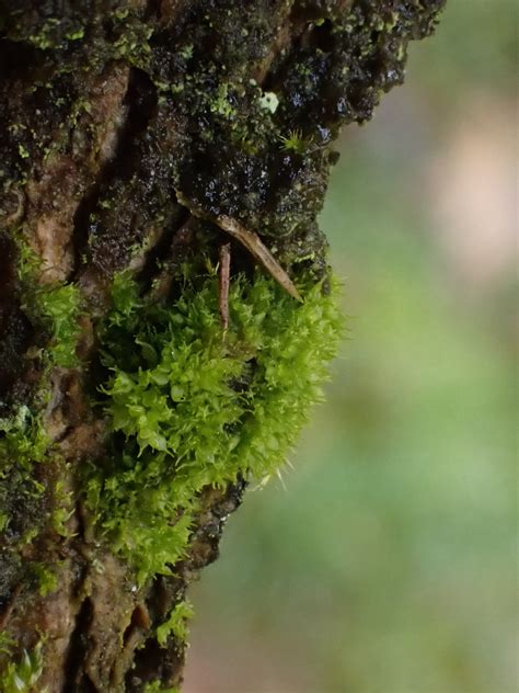 Clougha Pike Bryophyte Report February 2024 Cumbria Lichens And